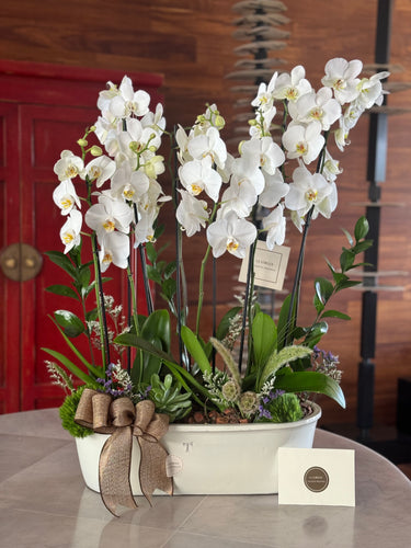 (za) Jardinera Trinitate Grande 8 Varas