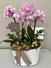 Cargar imagen en el visor de la galería, (ñ)  Base Egipcia  Orquídea Baby  4 Varas
