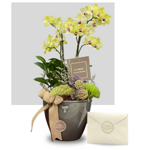 Cargar imagen en el visor de la galería, (e)  Bowl Contempo Trinitate 2 varas Multiflora/Orquídea Normal